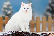 Siberian Forest Cat, white coated, portrait sitting on log, in snow, and picket fence behind