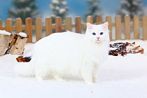 Siberian Forest Cat, white coated, portrait standing in snow, and picket fence behind