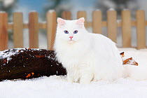 Siberian Forest Cat, white coated, portrait sitting in snow, and picket fence behind