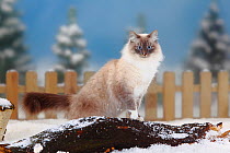 Neva Masquarade / Siberian Forest Cat, blue-tabby-point-white coated, portrait sitting on log, in snow, with picket fence behind