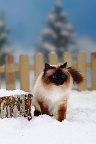 Sacred Cat of Burma / Birman, portrait of seal-point coated tomcat, standing in snow, with picket fence behind