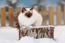 Sacred Cat of Burma / Birman, chocolate-point coated, portrait sitting on log in snow, with picket fence behind