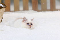 Sacred Cat of Burma / Birman, lilac-tabby-point  coated, lying low, camouflaged in the snow, with picket fence behind