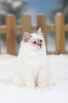 Sacred Cat of Burma / Birman, lilac-tabby-point coated, sitting in snow, with picket fence behind