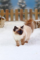 Sacred Cat of Burma / Birman, seal-point /coated, standing in snow with picket fence behind