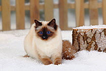 Sacred Cat of Burma / Birman, seal-point /coated, lying in snow with picket fence behind