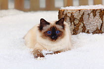 Sacred Cat of Burma / Birman, seal-point /coated, standing in snow with picket fence behind