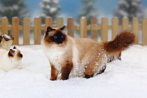Two Sacred Cats of Burma, seal-point coated, one sitting, and a tomcat standing in snow, with picket fence behind