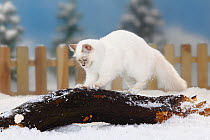 Sacred Cat of Burma / Birman, lilac-tabby-point coated, sharpening claws on log, in snow, with picket fence behind