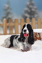 English Cocker Spaniel, black-and-white coated, sitting in snow panting, with picket fence behind