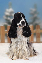 English Cocker Spaniel, black-and-white coated, sitting in snow, with picket fence behind
