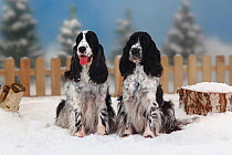 Two English Cocker Spaniels, black-and-white  coated, sitting together in snow with picket fence behind
