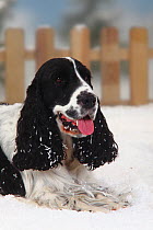 English Cocker Spaniel, black-and-white coated, head portrait lying in snow panting, with picket fence behind