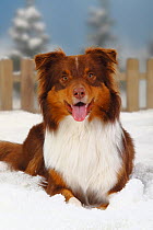 Australian Shepherd, red-tri coated, portrait lying in snow panting, with picket fence behind