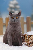 British Shorthair Cat, blue coated tomcat, sitting in snow, with picket fence behind