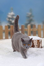 British Shorthair Cat, blue coated tomcat, walking through snow, with picket fence behind