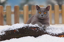 British Shorthair Cat, blue coated tomcat, lying on snow covered log, with picket fence behind