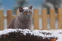 British Shorthair Cat, blue coated tomcat, sitting on snow covered log, with picket fence behind