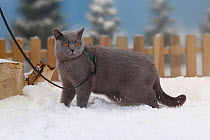 British Shorthair Cat, blue coated tomcat with harness and leash, walking in snow, with picket fence behind