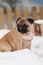 Pug, portrait of bitch sitting in snow with picket fence behind
