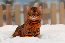Bengal Cat, portrait of tomcat, sitting in snow with picket fence behind