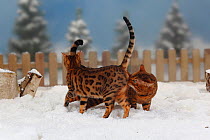 Two Bengal Cats, scenting one other, in snow with picket fence behind