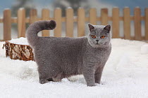 British Shorthair Cat, blue coated, portrait standing in snow with picket fence behind