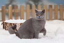 British Shorthair Cat, blue coated, portrait sitting in snow with one paw raise, and picket fence behind
