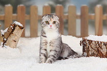 Scottish Fold cat, tabby short haired, portrait sitting in snow with picket fence behind