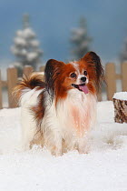 Papillon / Continental Toy Spaniel / Butterfly Dog, portrait standing in snow, panting, with picket fence behind