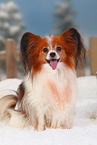 Papillon / Continental Toy Spaniel / Butterfly Dog, portrait sitting in snow, panting, with picket fence behind