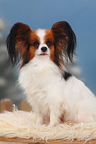 Papillon / Continental Toy Spaniel / Butterfly Dog, portrait sitting on sheep skin rug