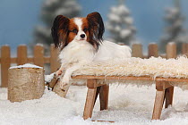 Papillon / Continental Toy Spaniel / Butterfly Dog, portrait lying on rug covered toboggan in snow, with picket fence behind