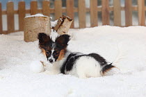 Papillon / Continental Toy Spaniel / Butterfly Dog, portrait of puppy aged 4 months, lying in snow, with picket fence behind