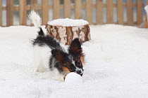 Papillon / Continental Toy Spaniel / Butterfly Dog, portrait of puppy aged 4 months, playing in snow, with picket fence behind