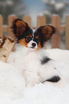 Papillon / Continental Toy Spaniel / Butterfly Dog, portrait of puppy aged 4 months, sitting in snow, with picket fence behind