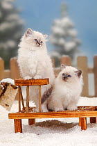Two Sacred Cats of Burma / Birman, portrait of kittens, aged 8 weeks, on toboggan in snow, with picket fence behind