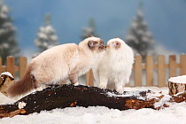 Two Sacred Cats of Burma / Birman, blue-tabby-point and chocolate-tabby-point touching noses, standing on a log in snow, with picket fence behind