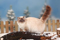 Sacred Cat of Burma / Birman / Birman, portrait of blue-tabby-point,  standing on log in snow, with picket fence behind