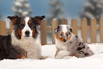 Australian Shepherd, head portrait of blue-merle with puppy aged 6 weeks, lying in snow with picket fence behind