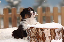 Australian Shepherd, portrait of black-tri coated  puppy aged 6 weeks, sitting in snow with picket fence behind