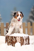 Australian Shepherd, portrait of blue-merle coated  puppy aged 6 weeks, sitting in snow with picket fence behind