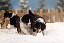 Three Australian Shepherd puppies, black-tri coated, aged 6 weeks, playing together in snow, with picket fence behind