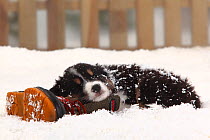 Australian Shepherd, black-tri coated puppy, aged 6 weeks, sleeping on old boot in snow, with picket fence behind