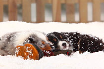 Australian Shepherd, black-tri, and blue merle coated puppies, aged 6 weeks, sleeping together on old boot in snow, with picket fence behind