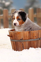 Australian Shepherd, blue-merle coated puppy, aged 6 weeks, sitting in wooden barrel in snow,  with picket fence behind