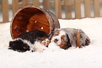 Australian Shepherd, black-tri, and blue merle coated puppies, aged 6 weeks, sleeping together  in snow, with picket fence behind