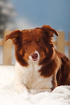 Border Collie red coated, head portrait sitting in snow, with picket fence behind