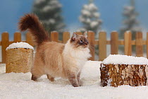 Neva Masquarade / Siberian Forest Cat, blue-tabby-point-white, portrait standing in snow, with picket fence behind