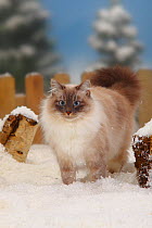 Neva Masquarade / Siberian Forest Cat, blue-tabby-point-white, portrait standing in snow, with picket fence behind